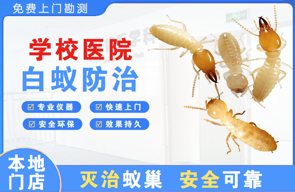 滁州学校医院白蚁防治